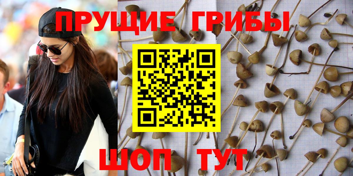 Ленинск-Кузнецкий  Псилоцибиновые грибы мухоморы  Псилоцибиновые грибы Cubensis  Вход с VPN 